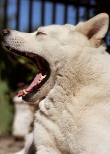 Pet yawn animal photo