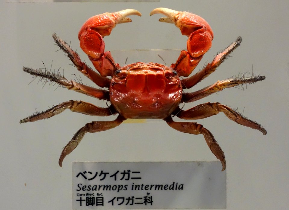 Sesarmops intermedius - National Museum of Nature and Science, Tokyo - DSC07541