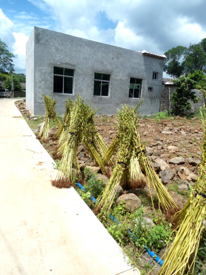 Sesame plants being dried before seed removal - 01