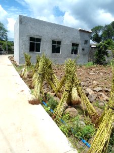 Sesame plants being dried before seed removal - 01