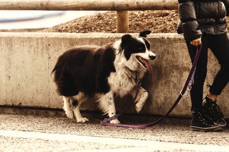 Gassi pet dog leash photo