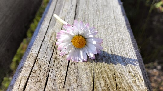 Wood garden fleurs des champs