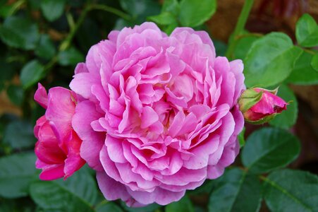 Petal plant floral