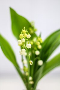 Spring 1 ° may lily of the valley