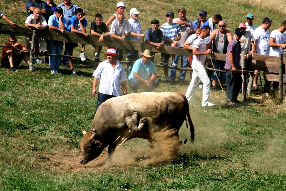 Sanski Most Korida 2011 015