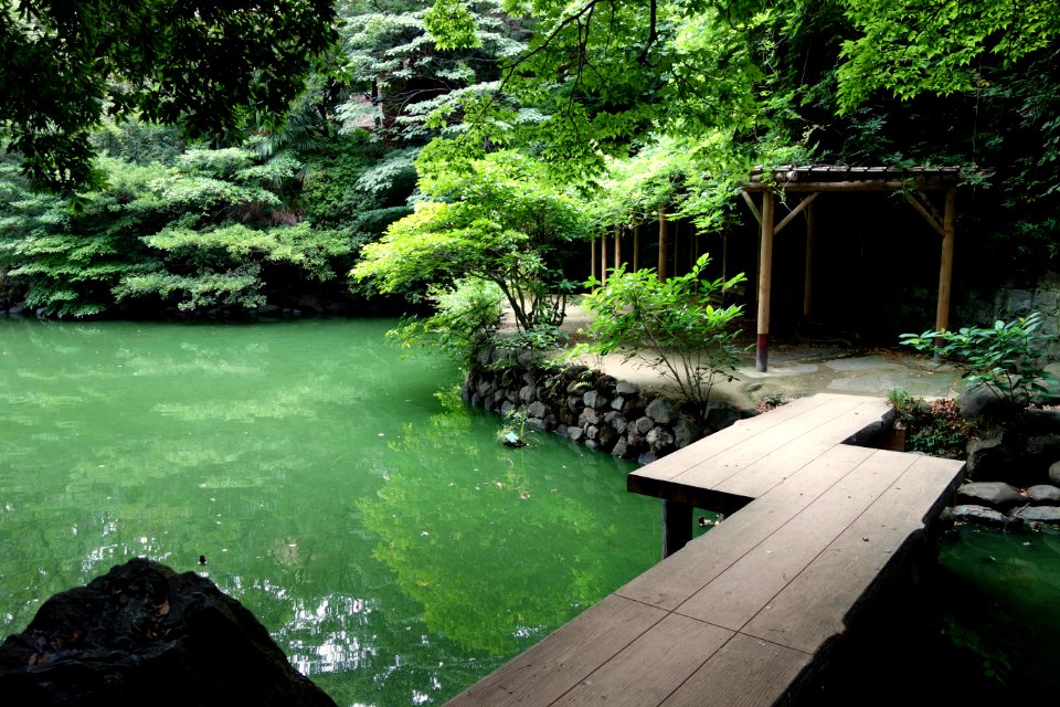 Sanshiro Pond - University of Tokyo - DSC04870