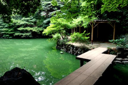 Sanshiro Pond - University of Tokyo - DSC04870