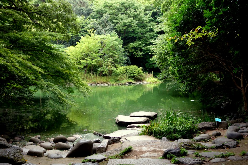 Sanshiro Pond - University of Tokyo - DSC04877