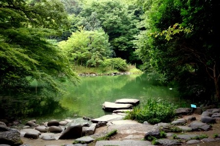 Sanshiro Pond - University of Tokyo - DSC04877