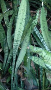 Sansevieria trifasciata (Mother-in-law tongue)