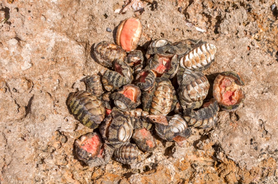 Severals Acanthopleura granulata in Margarita island
