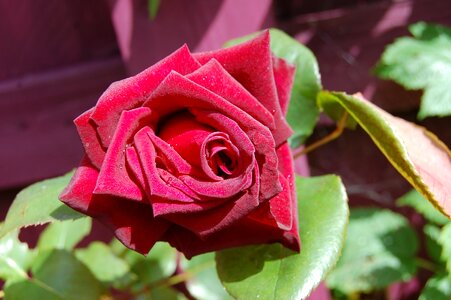 Red roses love valentine photo