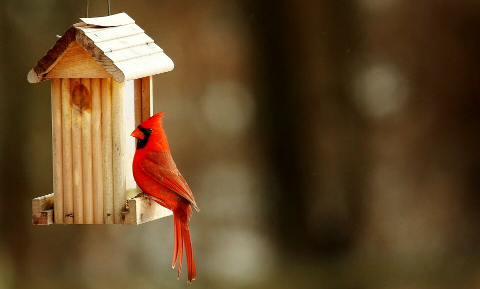 Cardinal birdhouse nature