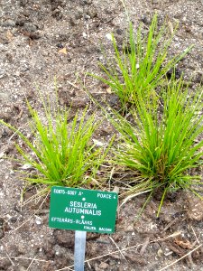 Sesleria autumnalis - Copenhagen Botanical Garden - DSC07697