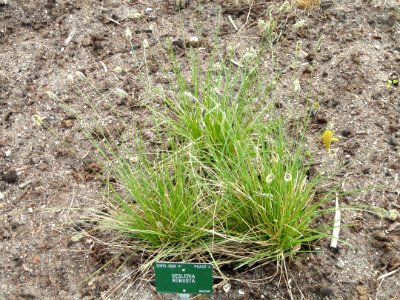 Sesleria robusta - Copenhagen Botanical Garden - DSC07696
