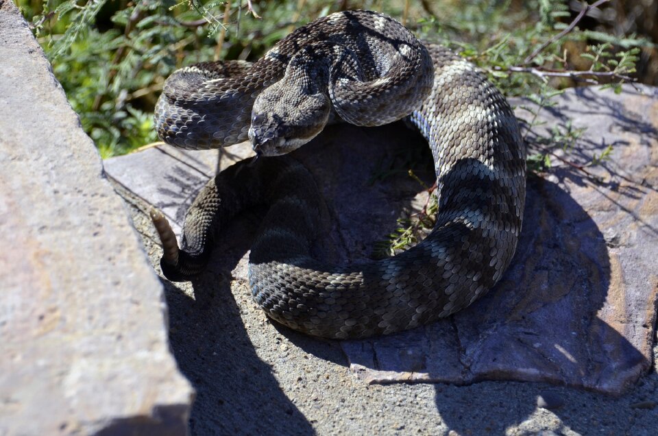 Wildlife green rattler venomous