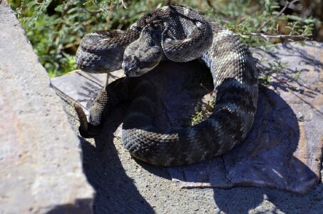 Wildlife green rattler venomous