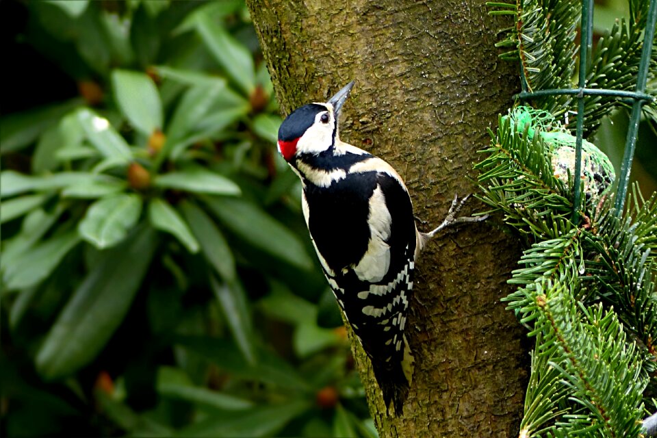 Dendrocopos major foraging garden