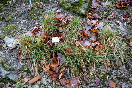 Sesleria albicans - Botanischer Garten, Dresden, Germany - DSC08716