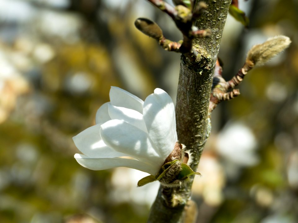 Shadows over small white magnolia