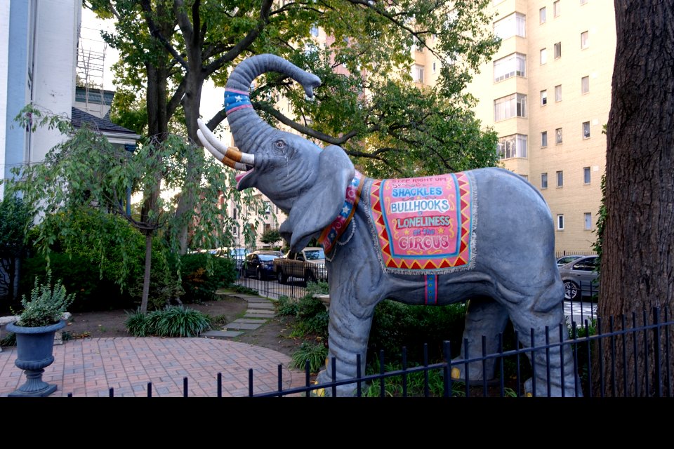 Shackles, Bullhooks, Loneliness at the Circus - Washington, DC - DSC09746