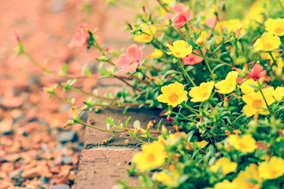 Yellow plant flower bed
