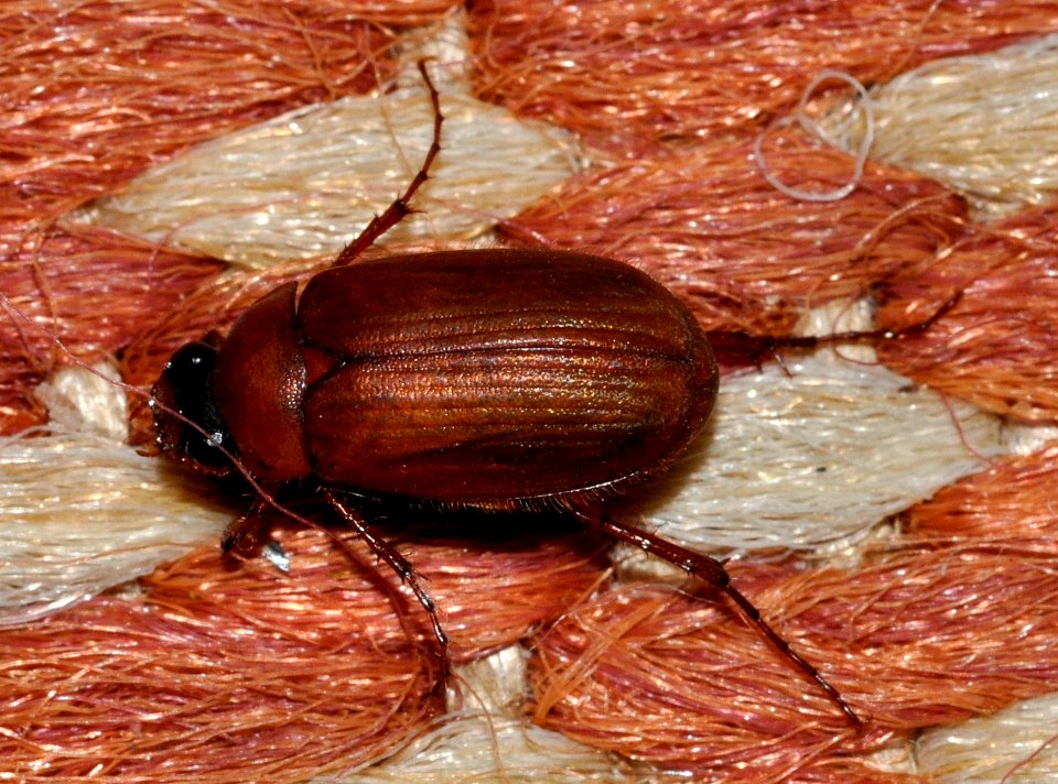 Serica-brunnus DSC6906-goe