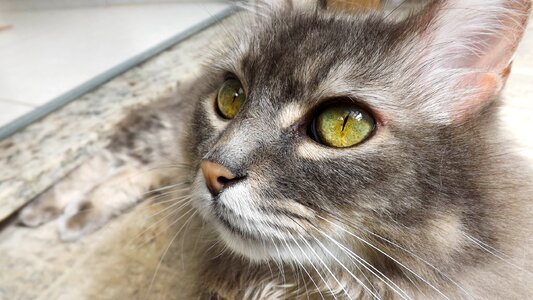 Feline eyes hairy