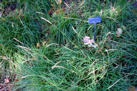 Sesleria autumnalis - Leaning Pine Arboretum - DSC05423