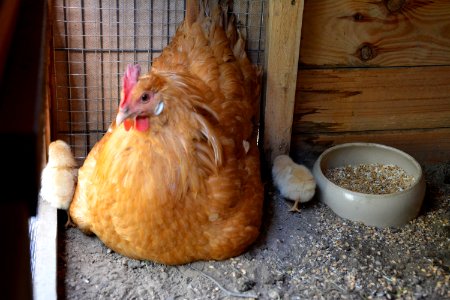 SH Küken und Glucke