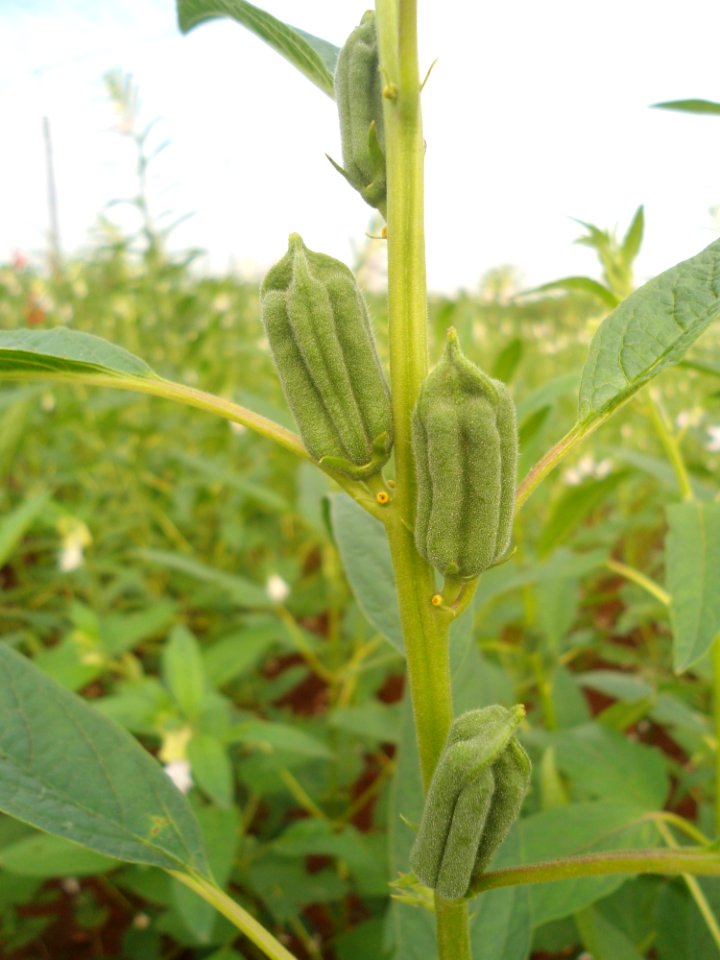 Sesame in Hainan - 02