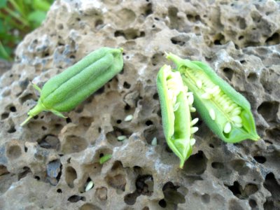 Sesame in Hainan - 05