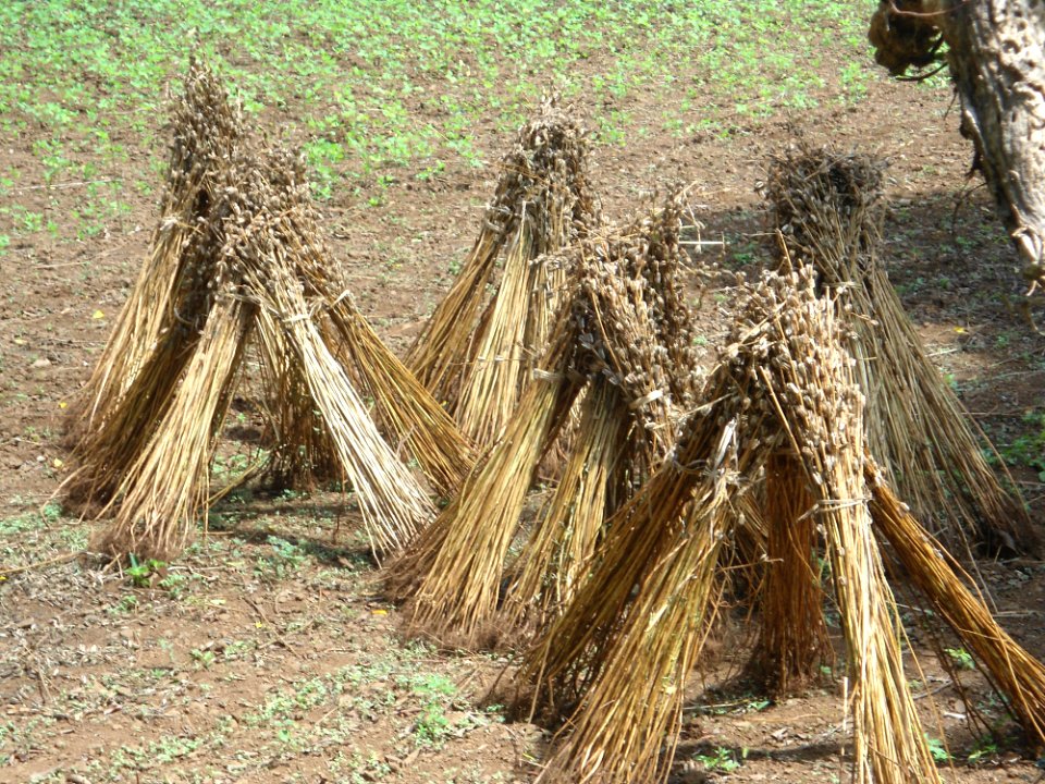 Sesame plants being dried after seed removal - 02