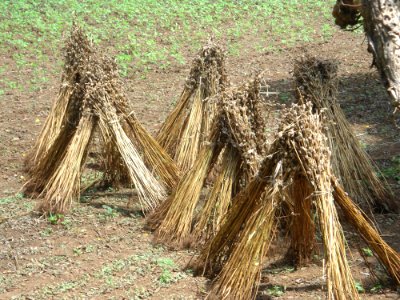 Sesame plants being dried after seed removal - 02