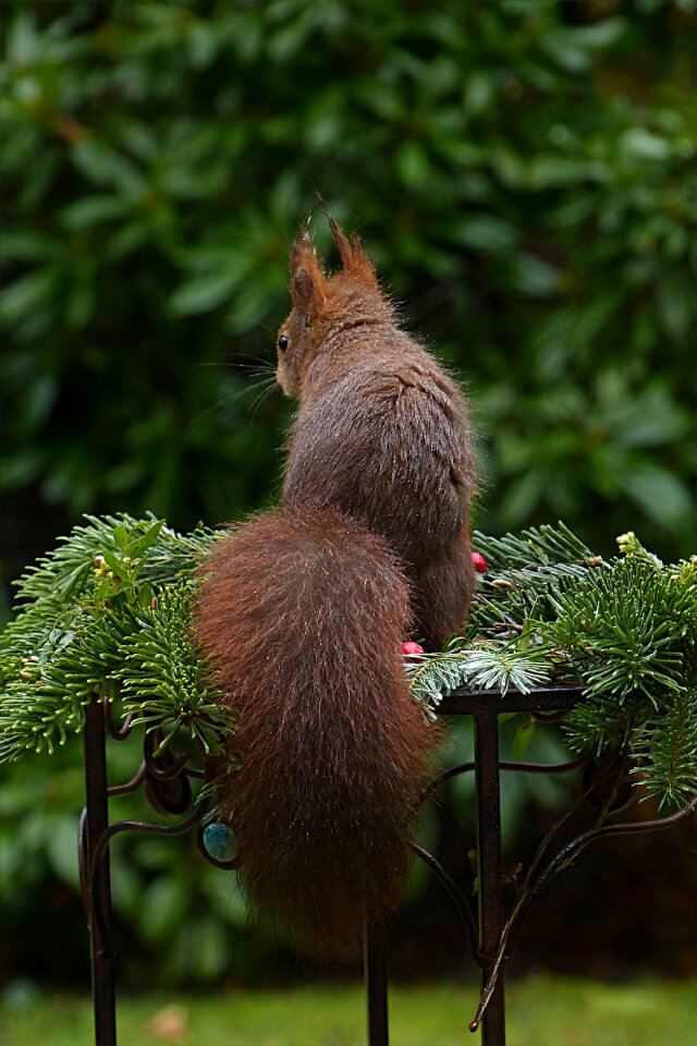 Sciurus vulgaris major foraging garden