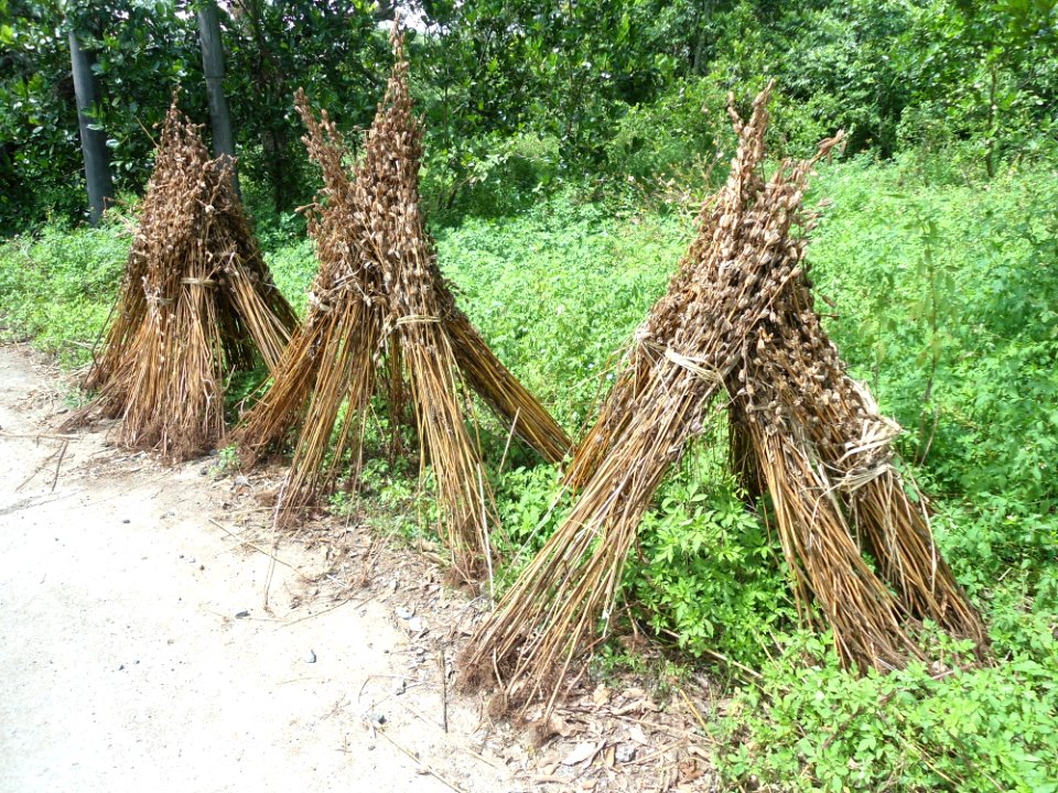 Sesame plants being dried after seed removal - 01