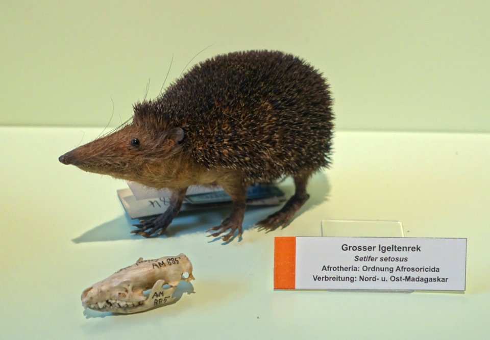 Setifer setosus - Naturhistorisches Museum Nürnberg - Nuremberg, Gemany - DSC04226