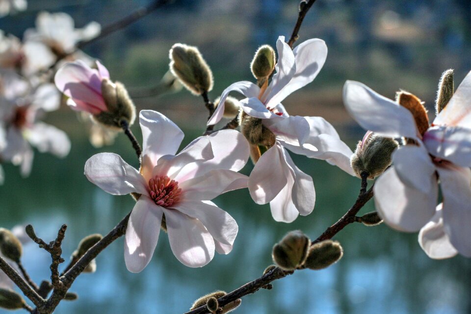 Pastel light nature