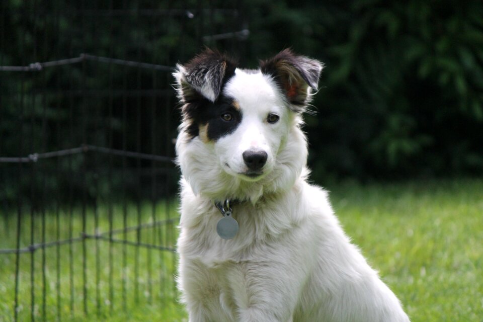 Border collie pet shepherd
