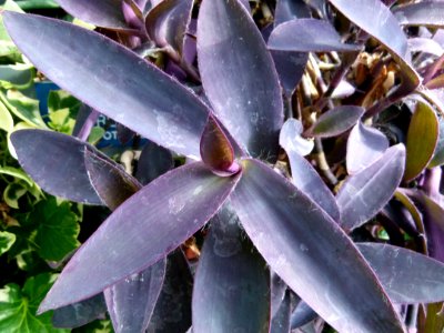 Setcreasea purpura 2