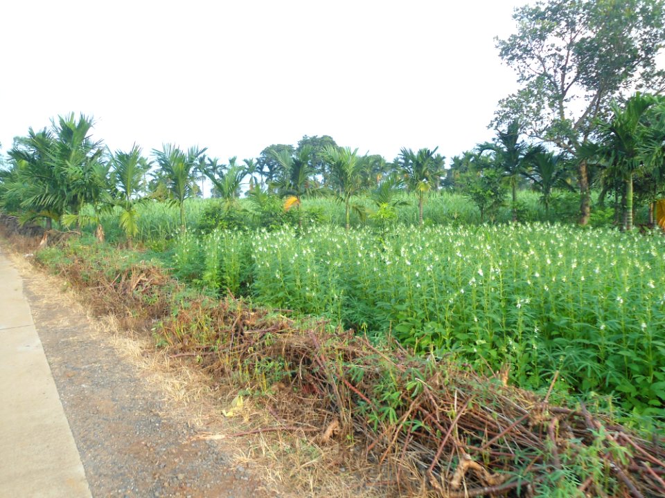 Sesame in Hainan - 06