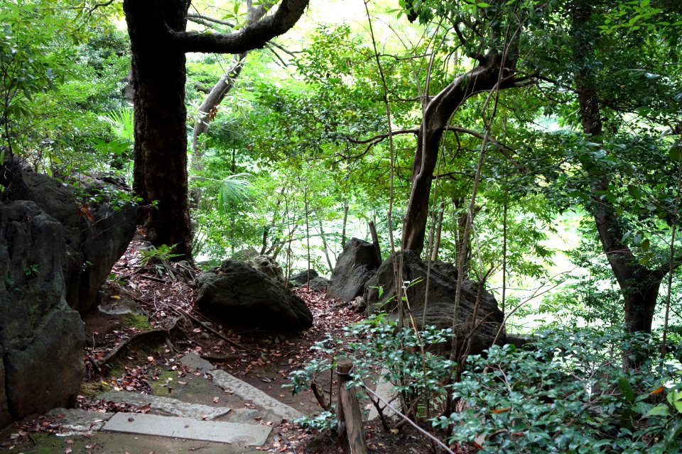 Sanshiro Pond - University of Tokyo - DSC04862