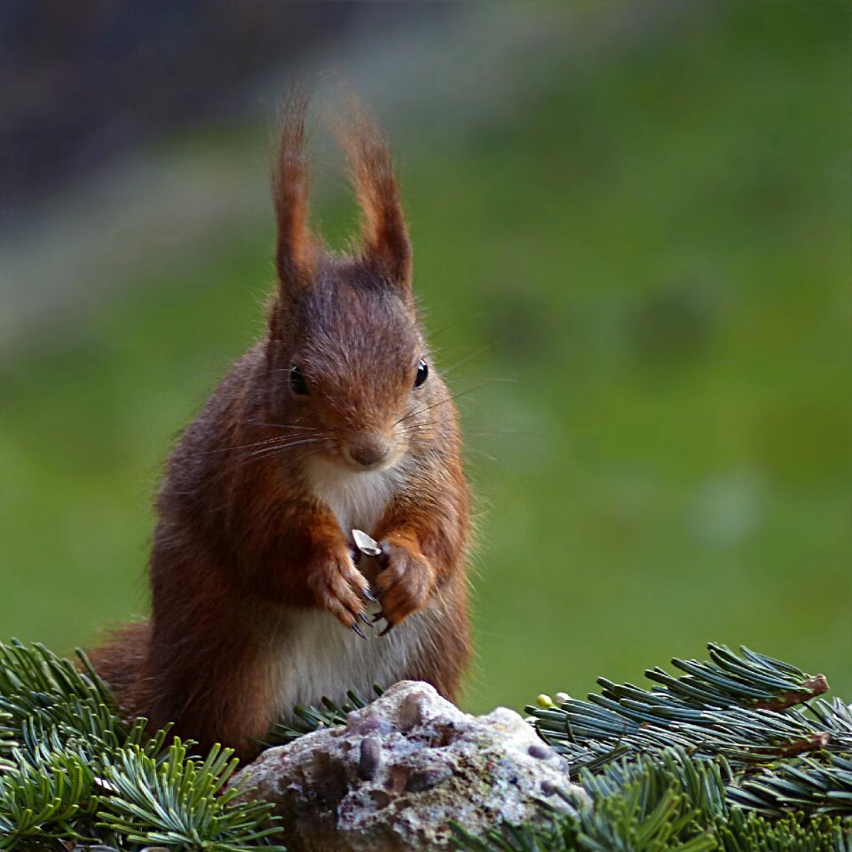 Sciurus vulgaris major foraging garden