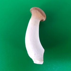 Seta de cardo 2017 A3