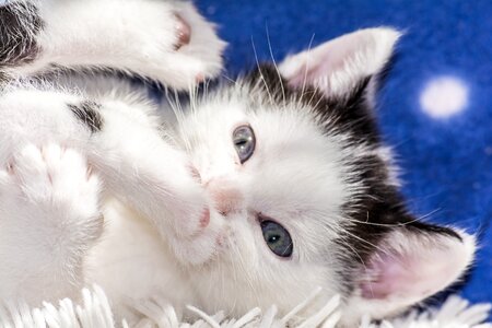 Young cat cat snuggle photo