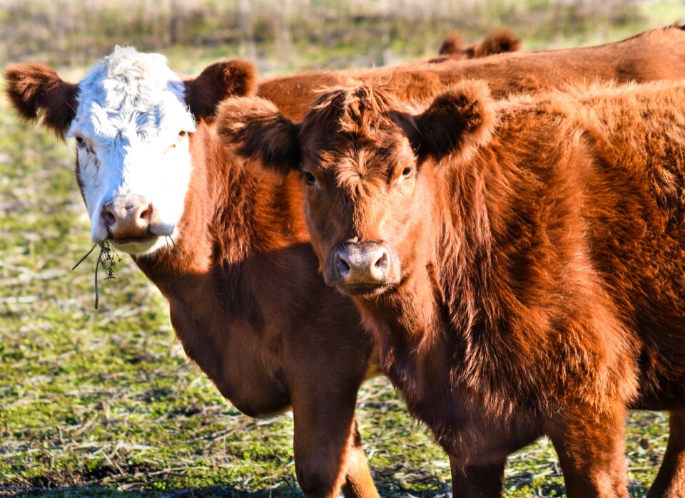 Animal animal husbandry field