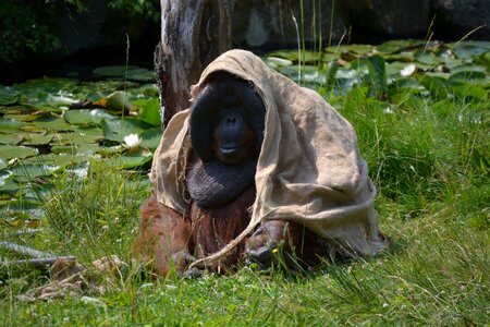 Boras zoo orangutan photo