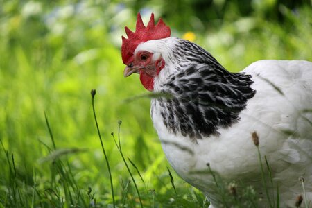 White feather bird