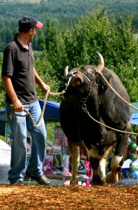Sanski Most Korida 2011 009