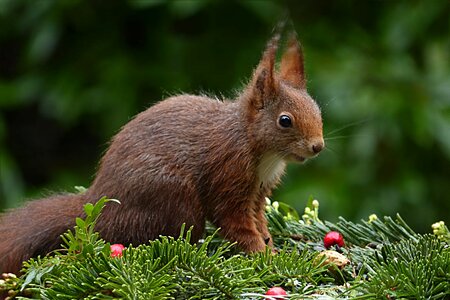 Sciurus vulgaris major foraging garden